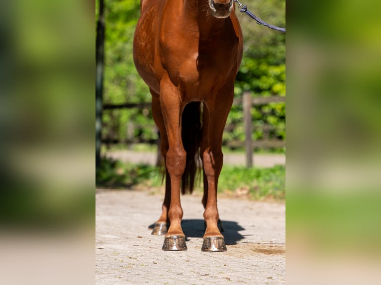 Studbook angloeuropeo Giumenta 6 Anni 165 cm Sauro in Grote-Brogel