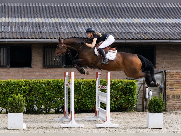 Studbook angloeuropeo Giumenta 6 Anni 167 cm Baio in Boadilla Del Monte