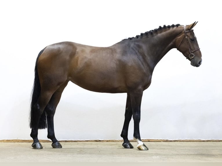 Studbook angloeuropeo Giumenta 6 Anni 167 cm Baio in Boadilla Del Monte