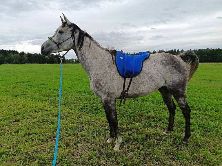 Studbook angloeuropeo Giumenta 6 Anni 168 cm Falbo in Jankov