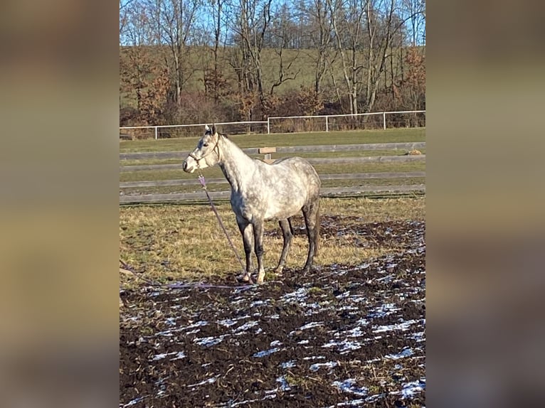 Studbook angloeuropeo Giumenta 6 Anni 168 cm Falbo in Jankov