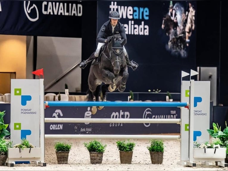 Studbook angloeuropeo Giumenta 6 Anni 169 cm Grigio in Mszana Górna