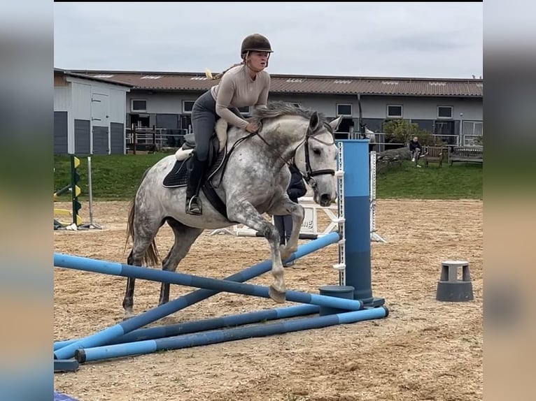 Studbook angloeuropeo Giumenta 6 Anni 170 cm Grigio pezzato in W&#xFC;rzburg