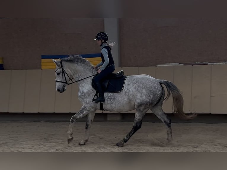 Studbook angloeuropeo Giumenta 6 Anni 170 cm Grigio pezzato in W&#xFC;rzburg