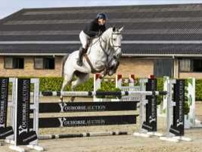 Studbook angloeuropeo Giumenta 6 Anni 172 cm Grigio in Waddinxveen