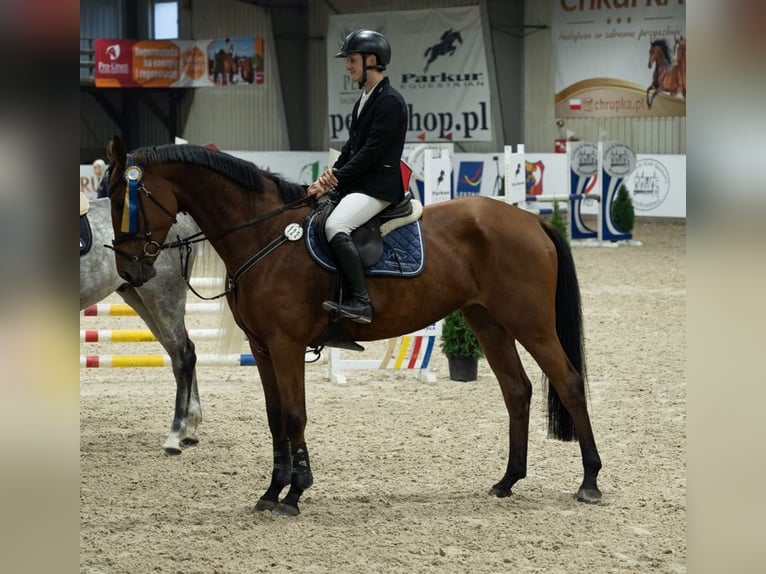 Studbook angloeuropeo Giumenta 6 Anni 175 cm Baio ciliegia in Wroc&#x142;aw