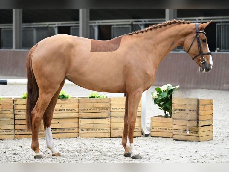 Studbook angloeuropeo Giumenta 6 Anni Sauro in Warszawa