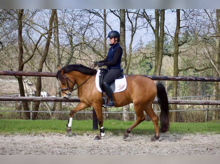 Studbook angloeuropeo Giumenta 7 Anni 145 cm Baio in Vaassen