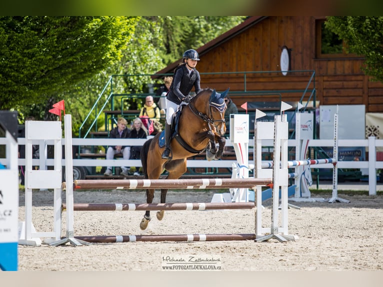 Studbook angloeuropeo Giumenta 7 Anni 148 cm Baio in Brno