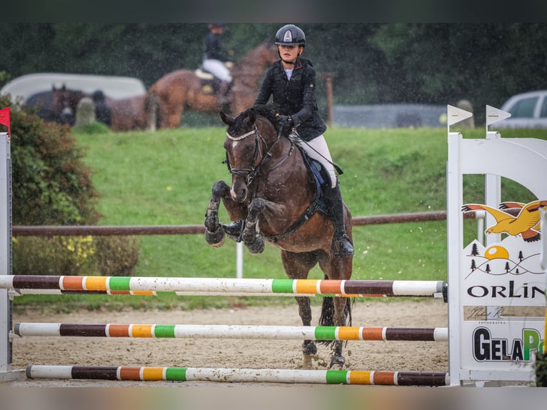 Studbook angloeuropeo Giumenta 7 Anni 148 cm Baio in Brno