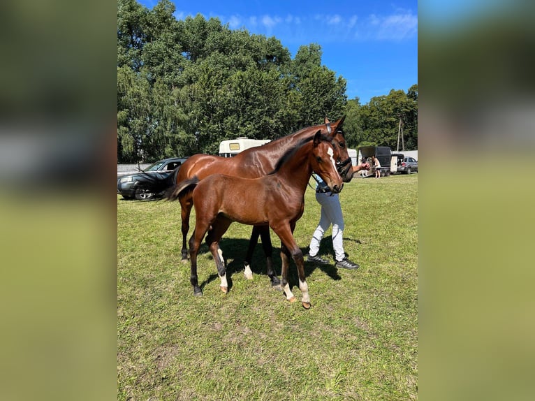 Studbook angloeuropeo Giumenta 7 Anni 157 cm Baio in Damasławek