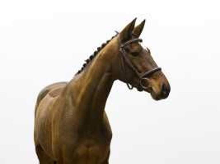 Studbook angloeuropeo Giumenta 7 Anni 159 cm Baio in Waddinxveen