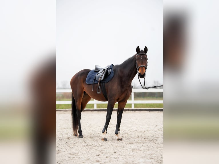 Studbook angloeuropeo Giumenta 7 Anni 160 cm Baio scuro in Szynkielów