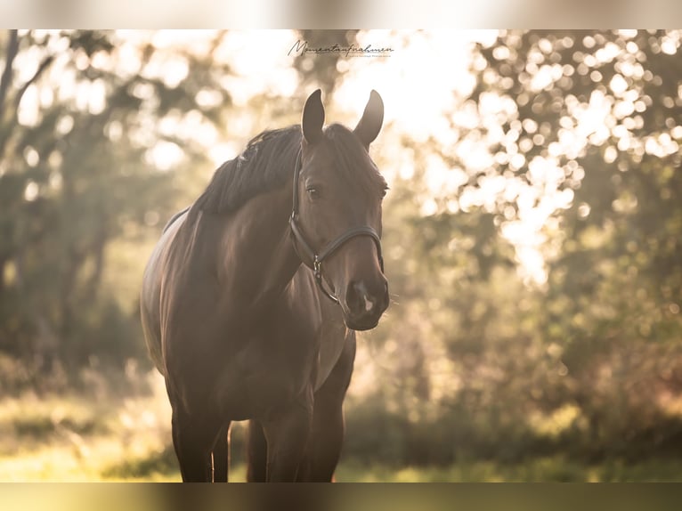 Studbook angloeuropeo Giumenta 7 Anni 163 cm Baio scuro in Darmstadt