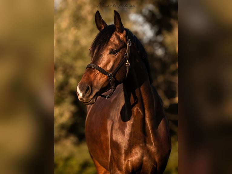 Studbook angloeuropeo Giumenta 7 Anni 163 cm Baio scuro in Darmstadt