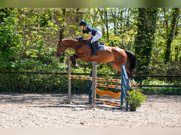 Studbook angloeuropeo Giumenta 7 Anni 165 cm Baio in Grote-Brogel