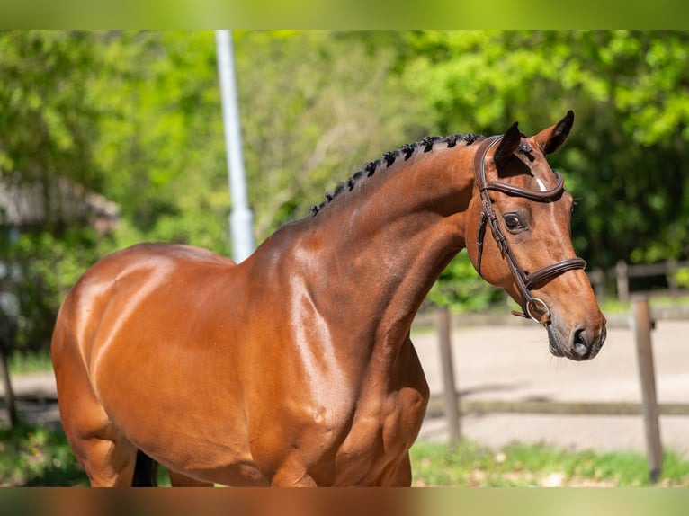 Studbook angloeuropeo Giumenta 7 Anni 165 cm Baio in Grote-Brogel