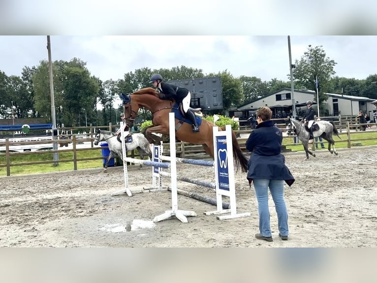 Studbook angloeuropeo Giumenta 7 Anni 167 cm Sauro in Breda