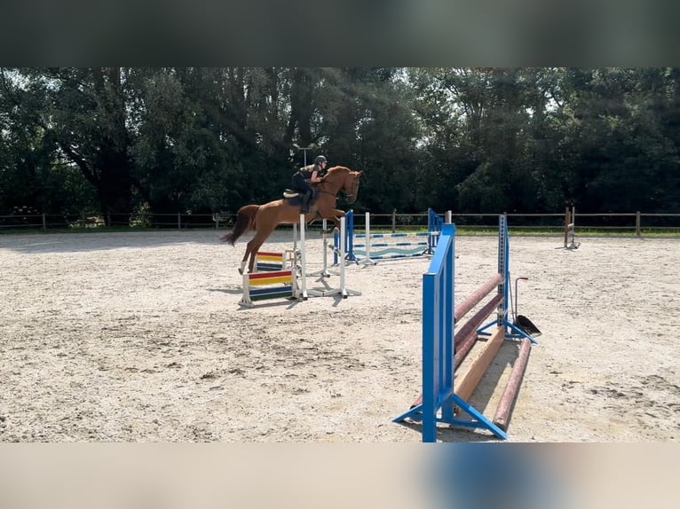 Studbook angloeuropeo Giumenta 7 Anni 167 cm Sauro in Breda