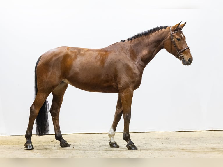 Studbook angloeuropeo Giumenta 7 Anni 169 cm Baio in Waddinxveen