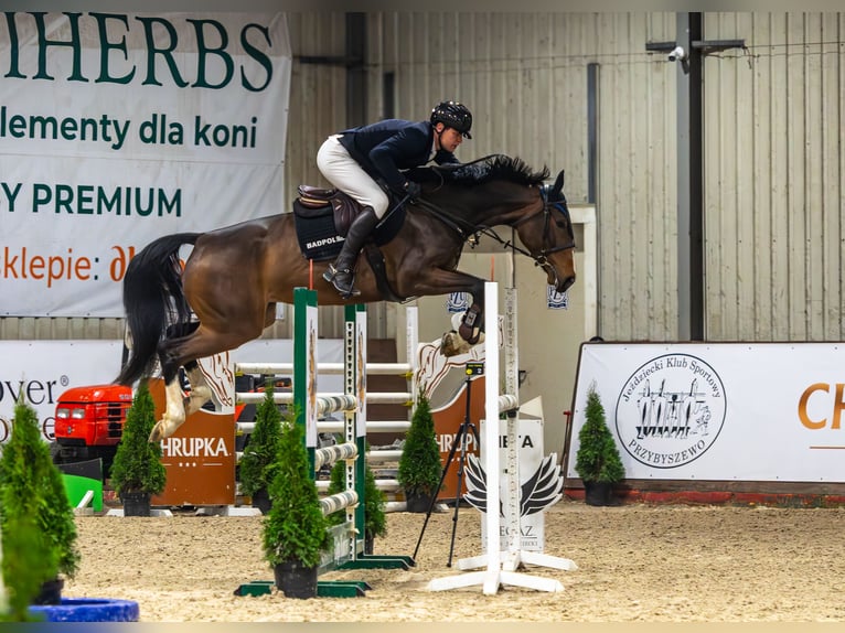 Studbook angloeuropeo Giumenta 7 Anni 170 cm Baio ciliegia in Wiercany
