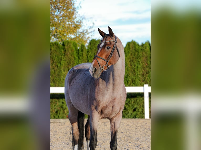Studbook angloeuropeo Giumenta 7 Anni 170 cm  in Schwäbisch Hall