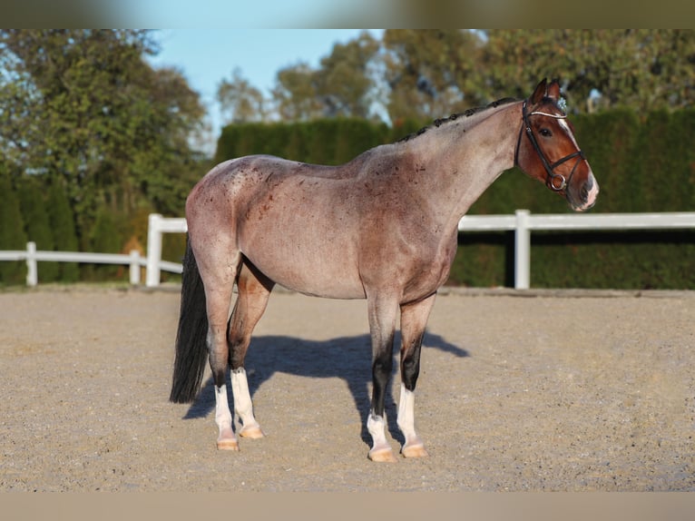 Studbook angloeuropeo Giumenta 7 Anni 170 cm  in Schwäbisch Hall