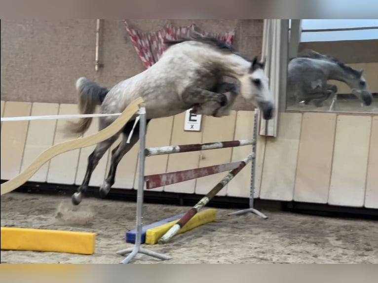 Studbook angloeuropeo Giumenta 7 Anni 170 cm Grigio pezzato in W&#xFC;rzburg