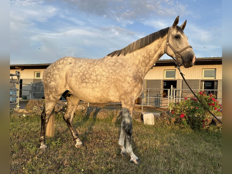 Studbook angloeuropeo Giumenta 7 Anni 170 cm Grigio pezzato in W&#xFC;rzburg