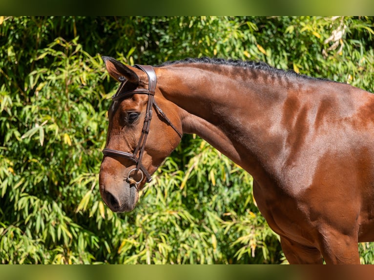 Studbook angloeuropeo Giumenta 7 Anni 172 cm Baio in Grote-Brogel