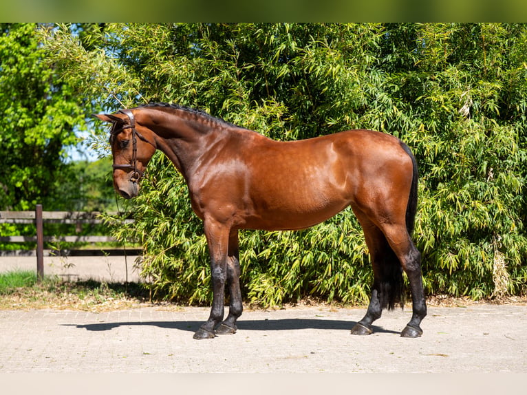 Studbook angloeuropeo Giumenta 7 Anni 172 cm Baio in Grote-Brogel