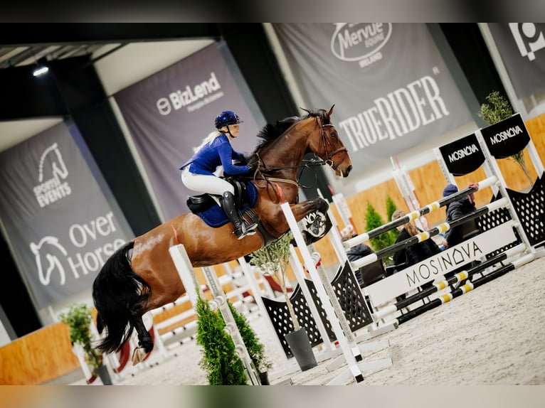 Studbook angloeuropeo Giumenta 7 Anni 173 cm Baio in Jakubów