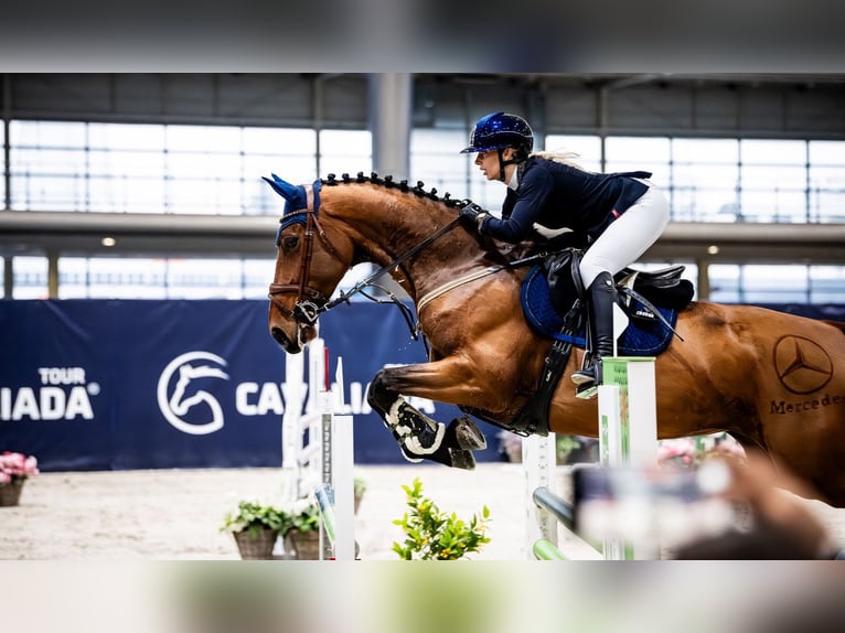Studbook angloeuropeo Giumenta 7 Anni 173 cm Baio in Jakubów