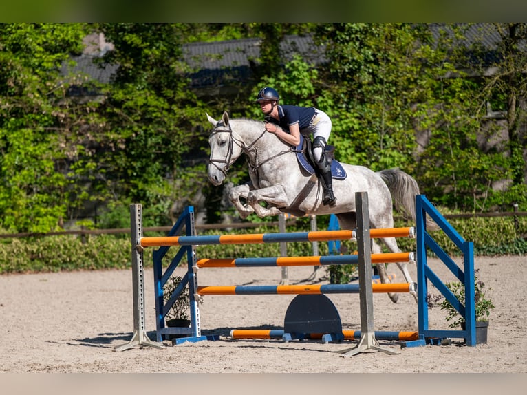 Studbook angloeuropeo Giumenta 7 Anni 173 cm Grigio in Grote-Brogel
