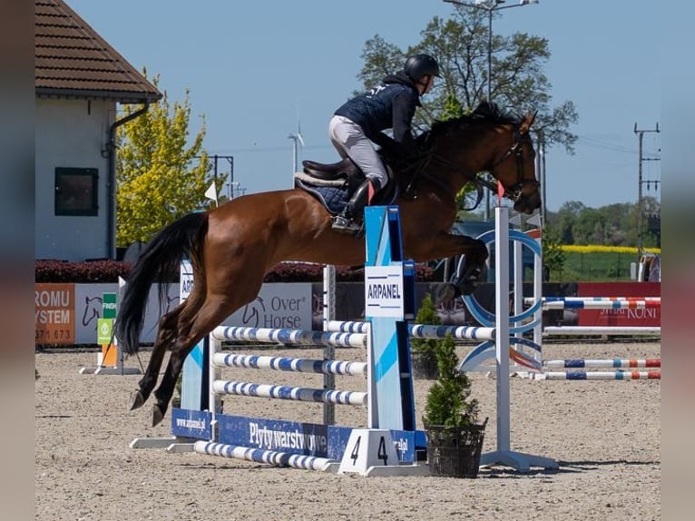 Studbook angloeuropeo Giumenta 7 Anni 177 cm Baio ciliegia in Wojnarowice