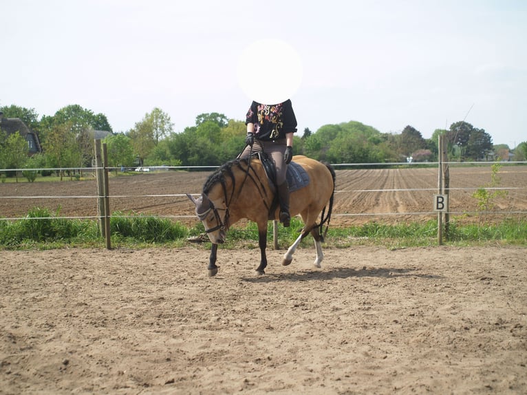 Studbook angloeuropeo Mix Giumenta 8 Anni 135 cm Pelle di daino in Geffen