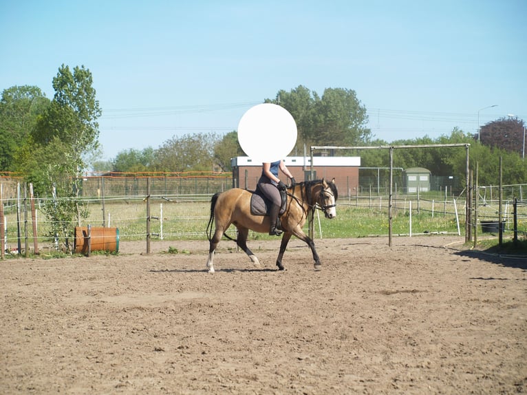 Studbook angloeuropeo Mix Giumenta 8 Anni 135 cm Pelle di daino in Geffen