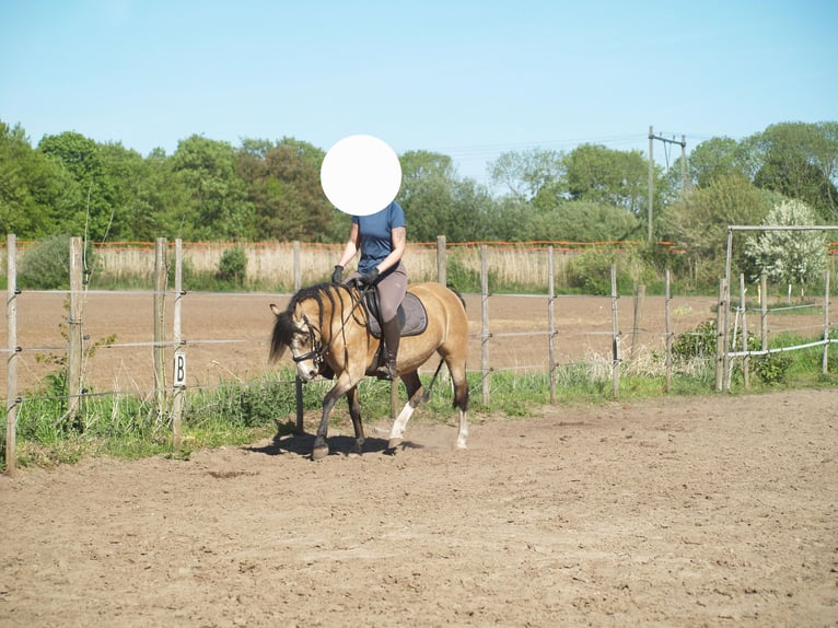 Studbook angloeuropeo Mix Giumenta 8 Anni 135 cm Pelle di daino in Geffen