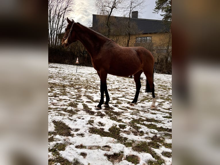 Studbook angloeuropeo Giumenta 8 Anni 160 cm Baio in Stadtlauringen