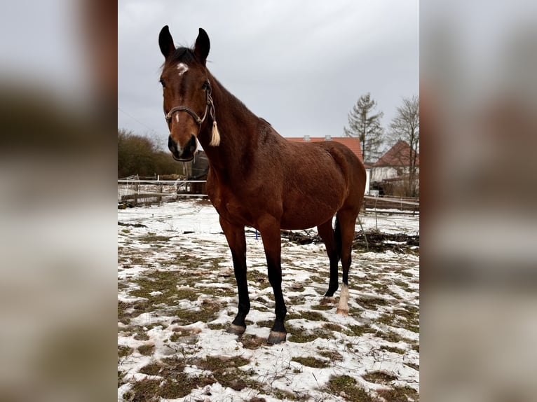 Studbook angloeuropeo Giumenta 8 Anni 160 cm Baio in Stadtlauringen