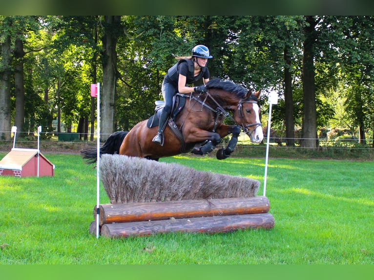 Studbook angloeuropeo Giumenta 8 Anni 162 cm Baio in Dussen
