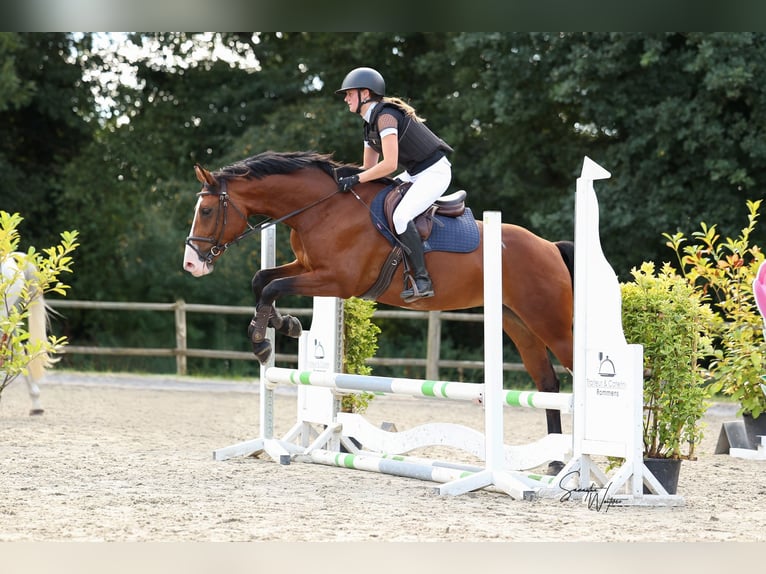 Studbook angloeuropeo Giumenta 8 Anni 162 cm Baio in Dussen