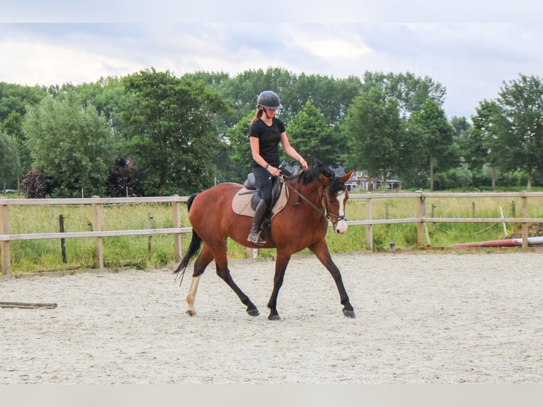 Studbook angloeuropeo Giumenta 8 Anni 162 cm Baio in Dussen