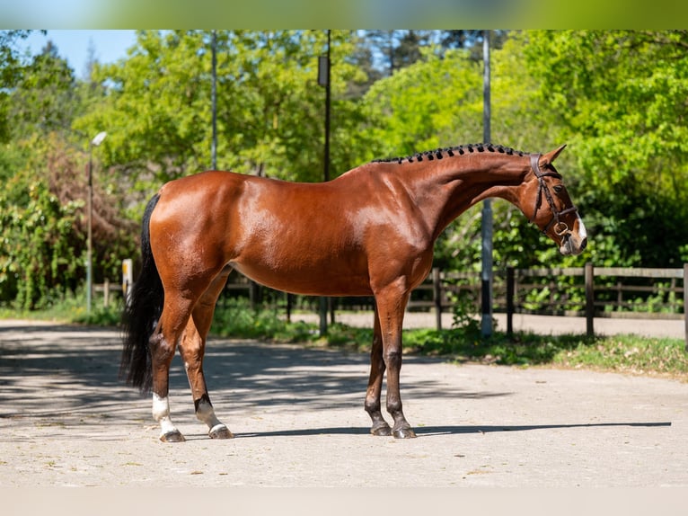 Studbook angloeuropeo Giumenta 8 Anni 164 cm Baio in Grote-Brogel