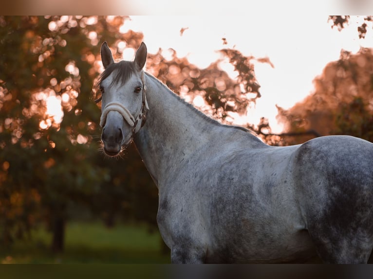 Studbook angloeuropeo Giumenta 8 Anni 165 cm Grigio in Sulzbach an der Murr