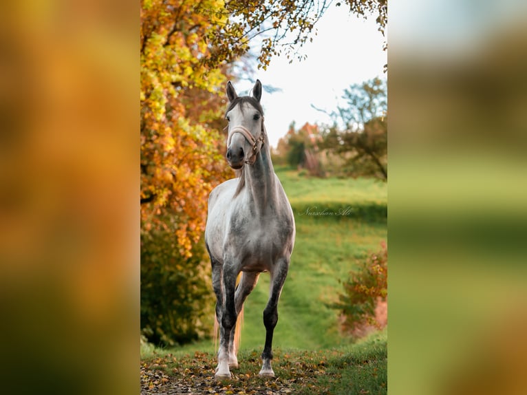 Studbook angloeuropeo Giumenta 8 Anni 165 cm Grigio in Sulzbach an der Murr