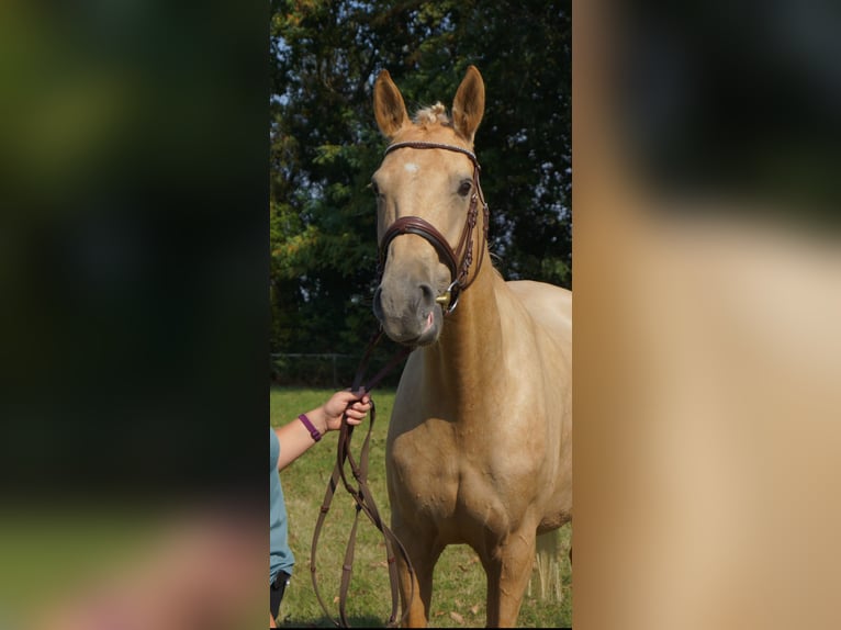Studbook angloeuropeo Giumenta 8 Anni 165 cm Palomino in M&#xFC;geln