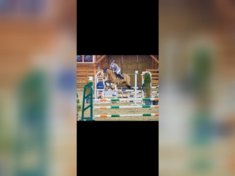 Studbook angloeuropeo Giumenta 8 Anni 167 cm Baio ciliegia in Berceni