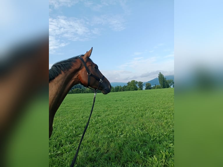 Studbook angloeuropeo Giumenta 8 Anni 175 cm Baio in Preding