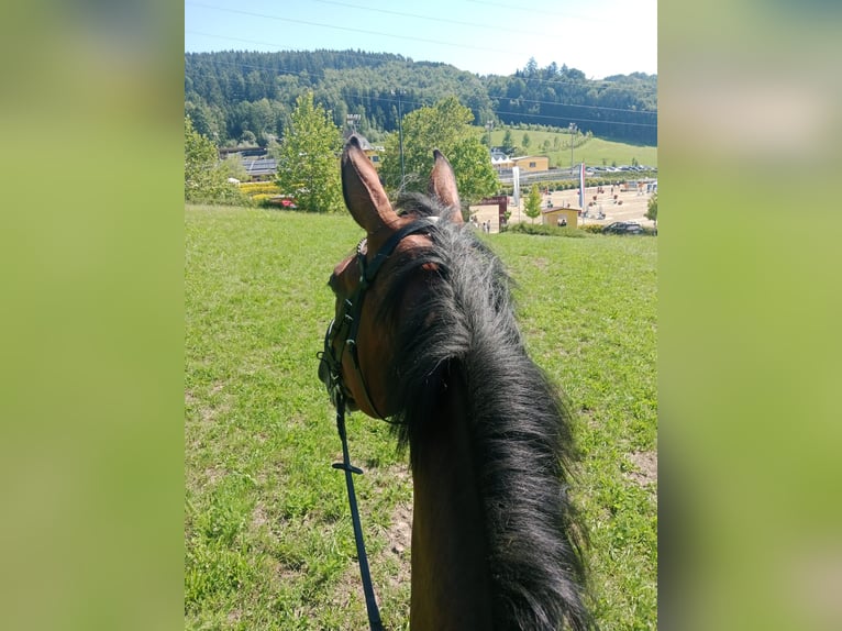 Studbook angloeuropeo Giumenta 8 Anni 175 cm Baio in Preding